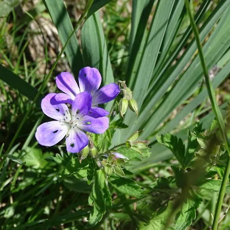 Appartement L'ansloboys Montagne A2 *