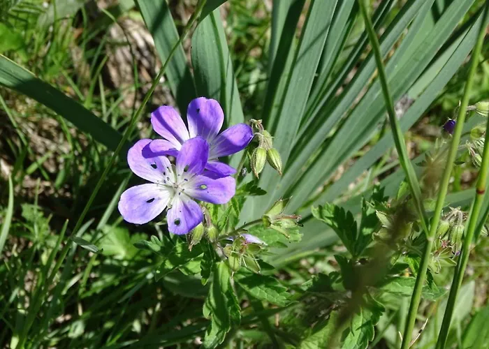 Lejlighed L'ansloboys Montagne A2 *